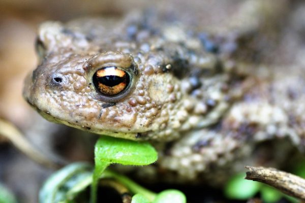 Do Toads Cause Warts?