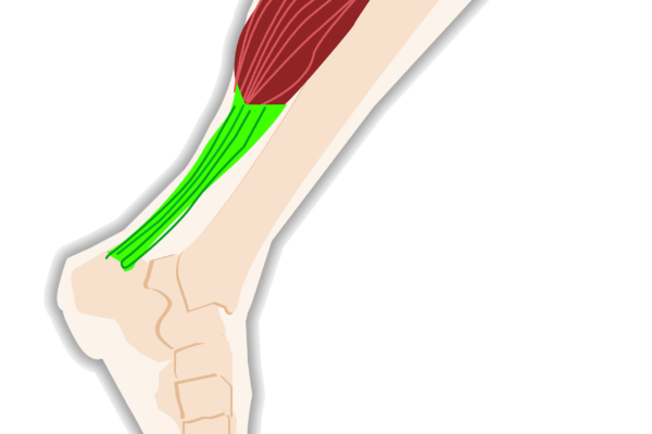 Achilles & Calf Muscles—BFFs